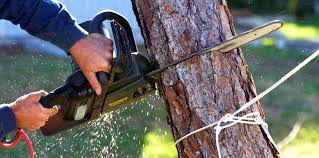 Trusted Nazareth, PA Tree Removal Services Experts