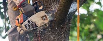 Best Hazardous Tree Removal  in Nazareth, PA