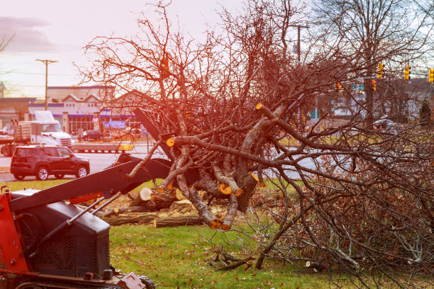 How Our Tree Care Process Works  in  Nazareth, PA